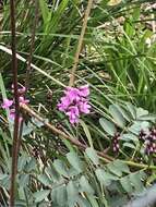 Image de Indigofera australis Willd.