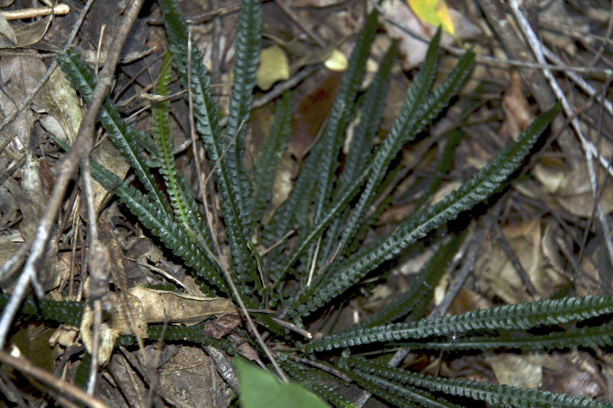 Image of Doodia heterophylla (Bail.) Wedd. & White