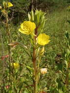 Oenothera rubricaulis Klebahn resmi