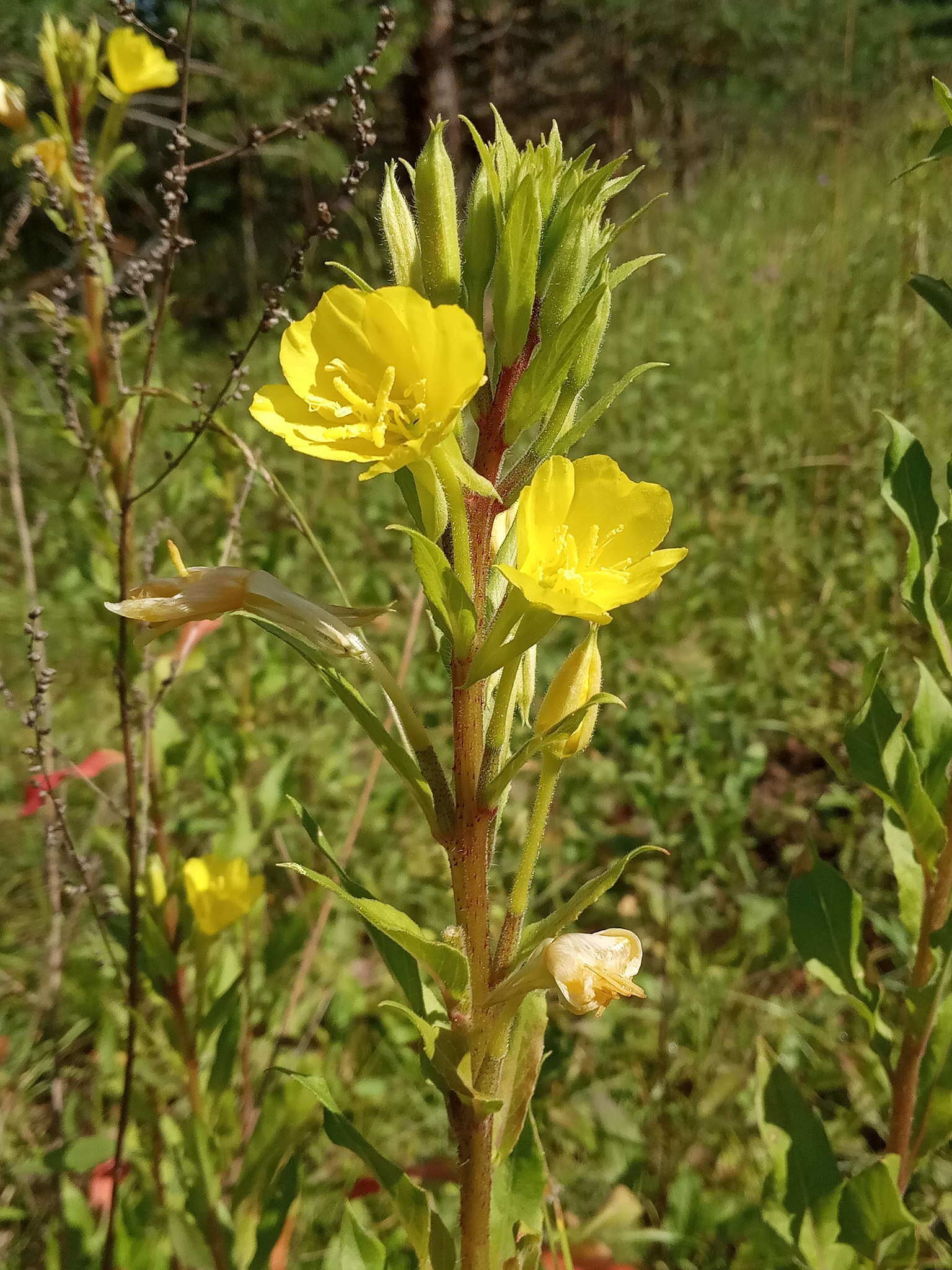 Oenothera rubricaulis Klebahn resmi