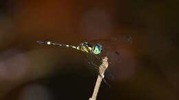 Image of Tetrathemis irregularis cladophila