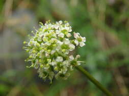 Image of Chaerophyllum humile Bieb.