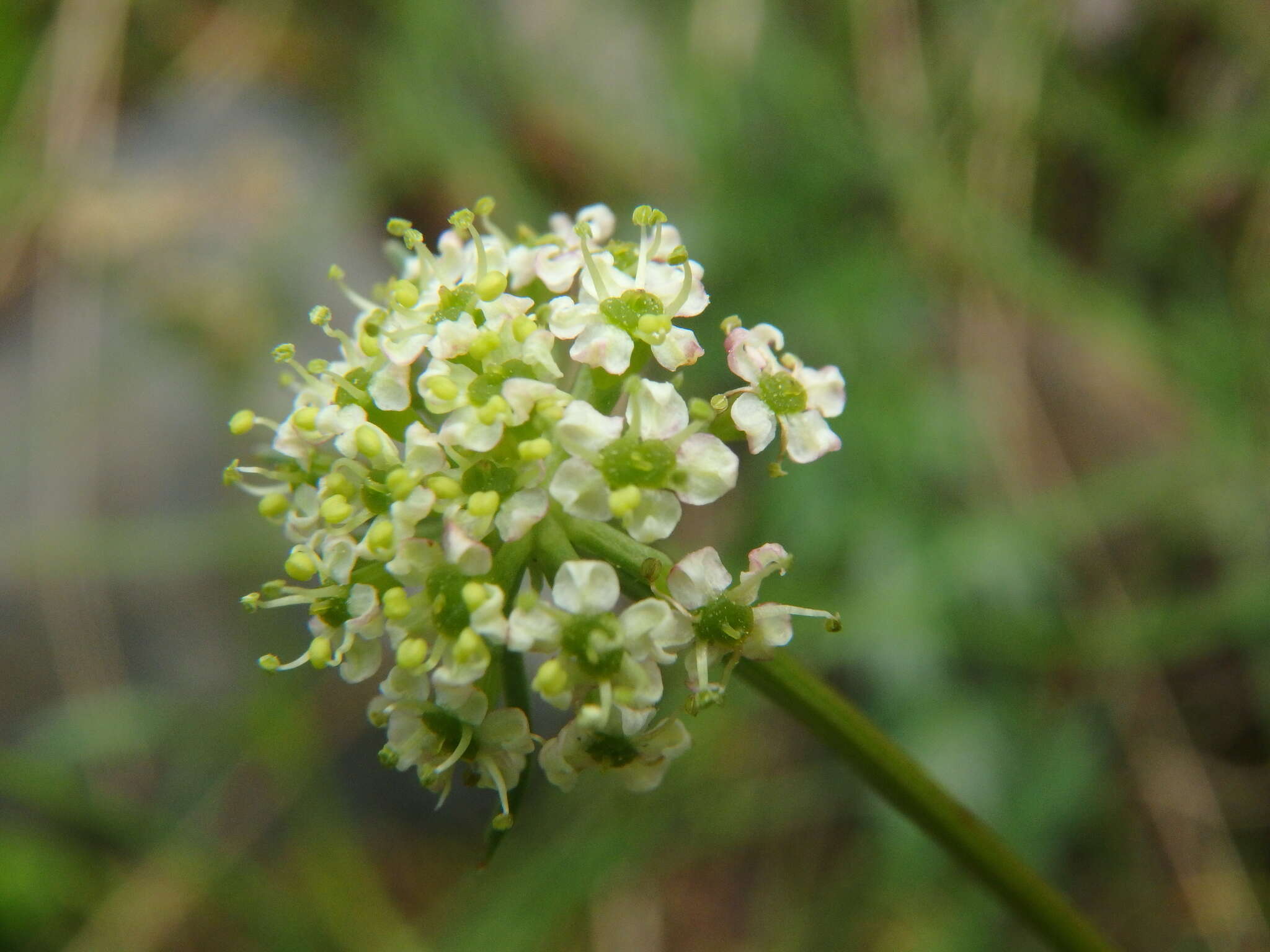 Image of Chaerophyllum humile Bieb.