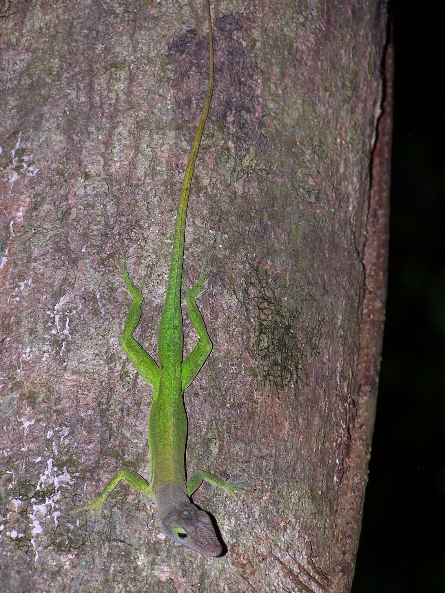 Anolis luciae Garman 1887的圖片