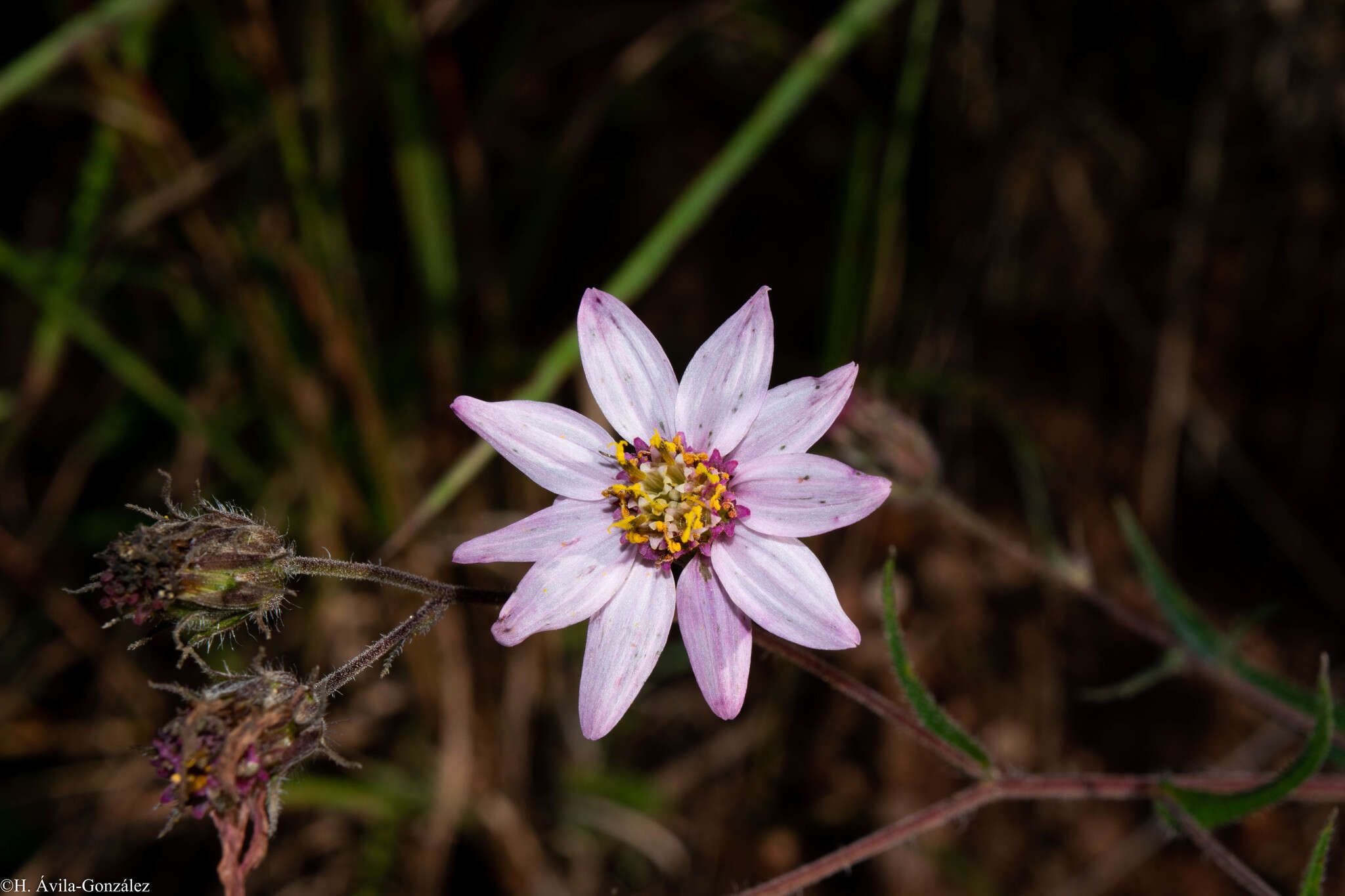 Image of Simsia sanguinea A. Gray