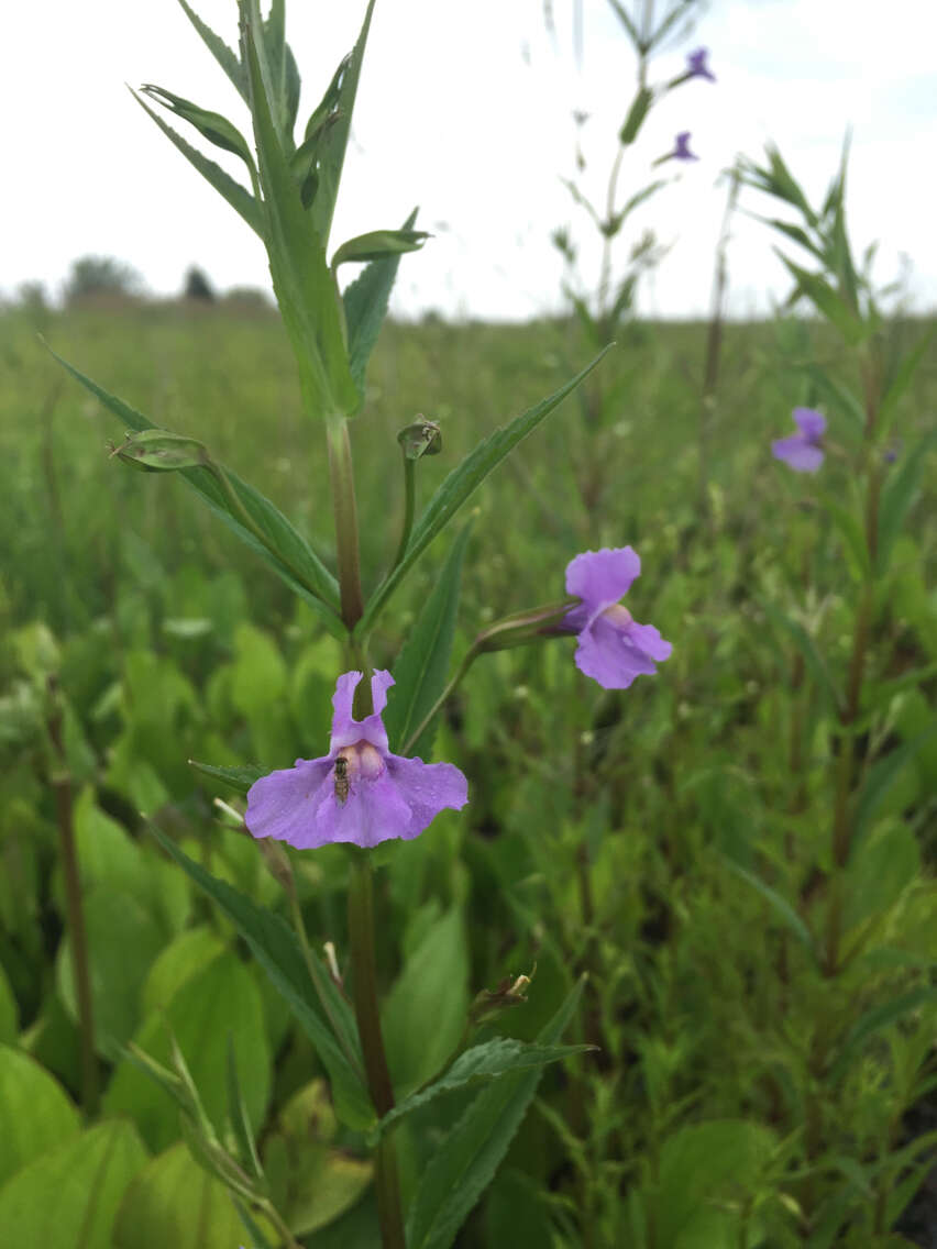 Plancia ëd Mimulus ringens L.