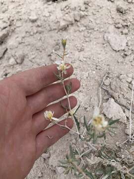 Image of Pioche stickleaf