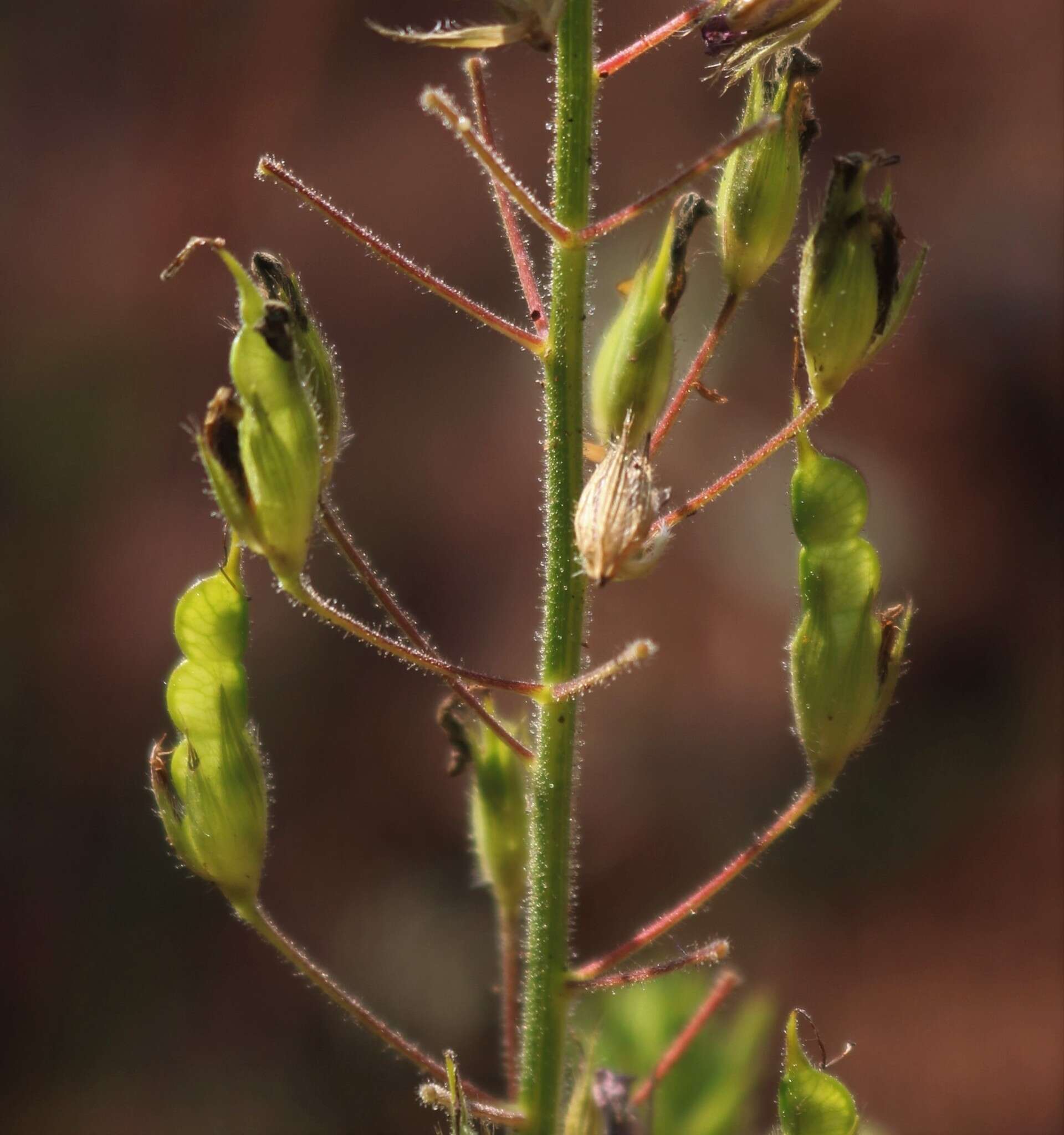 صورة Desmodiastrum belgaumense (Wight) A. Pramanik & Thoth.