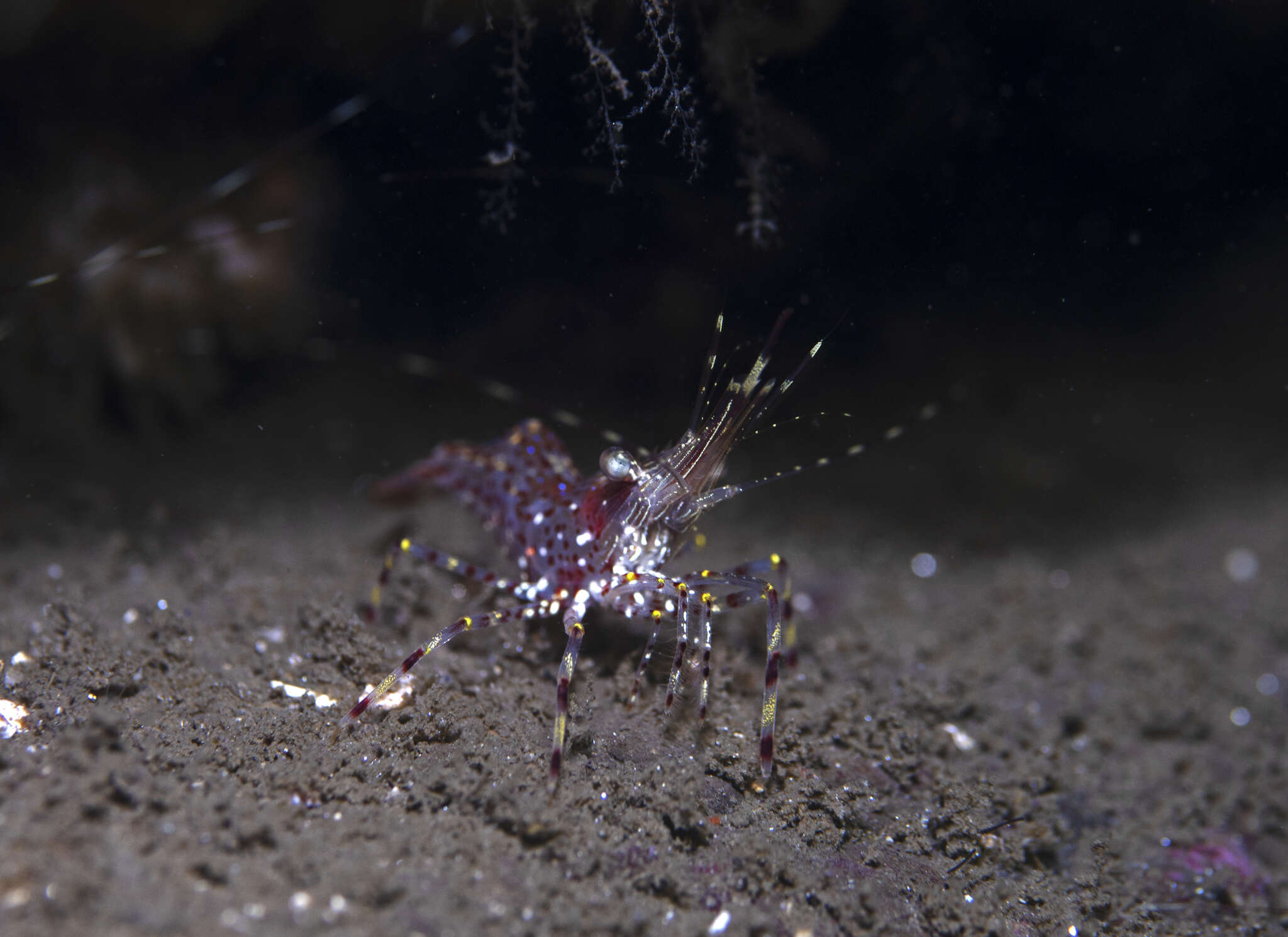 Image of California longbeak