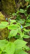 Image of broadleaf bluebells