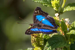 Imagem de Doxocopa laurentia Godart 1823