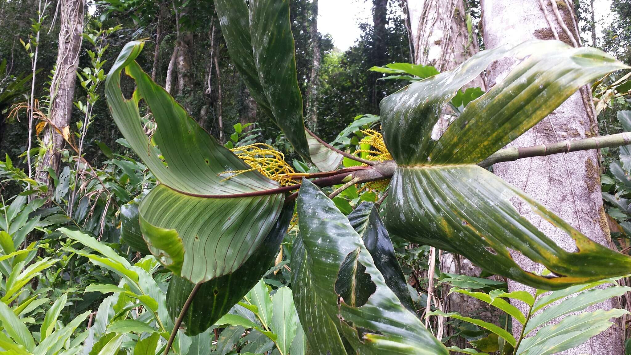 Image of Dypsis metallica Rakotoarin. & J. Dransf.