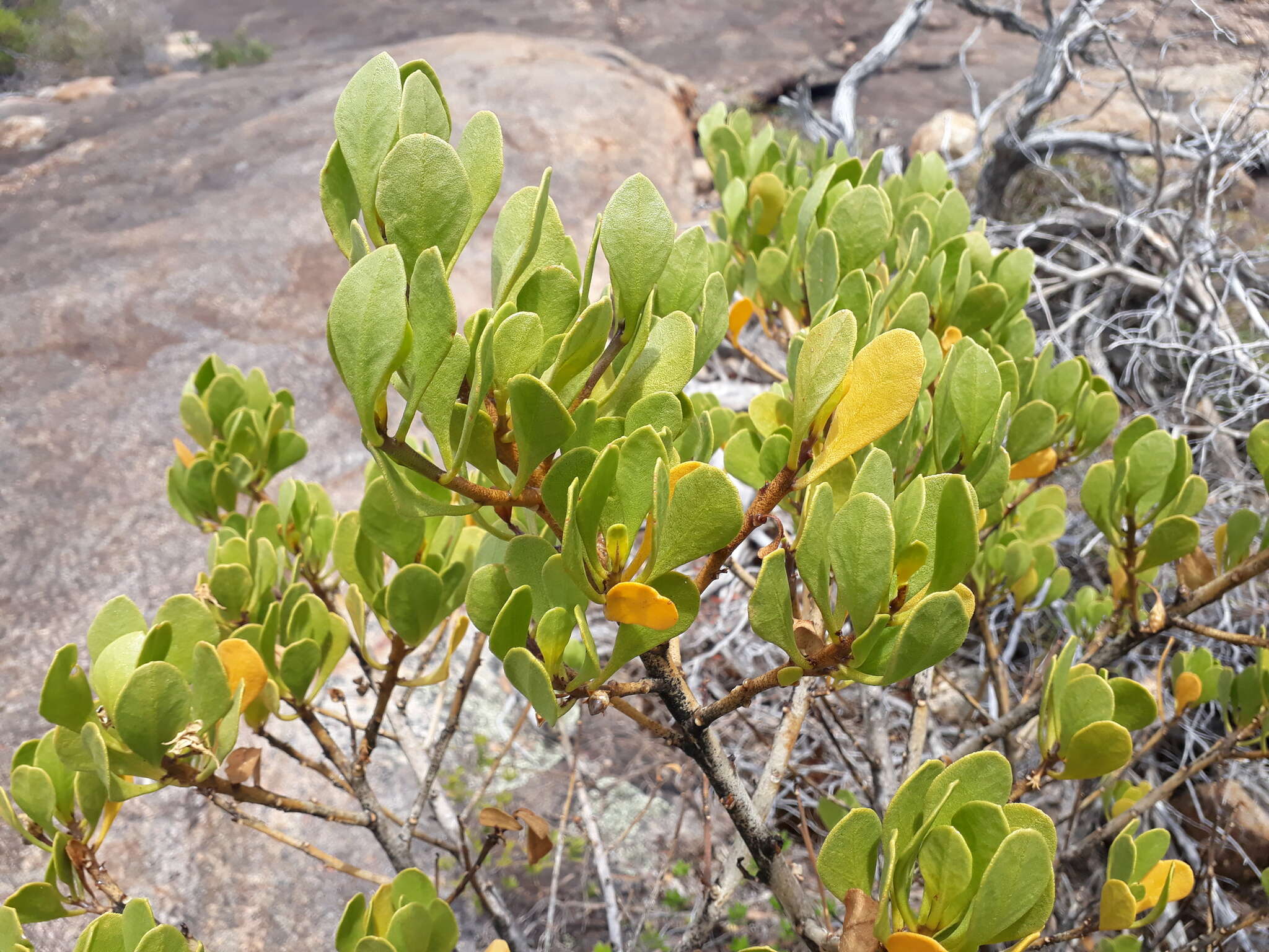 Image of Anthocercis viscosa R. Br.