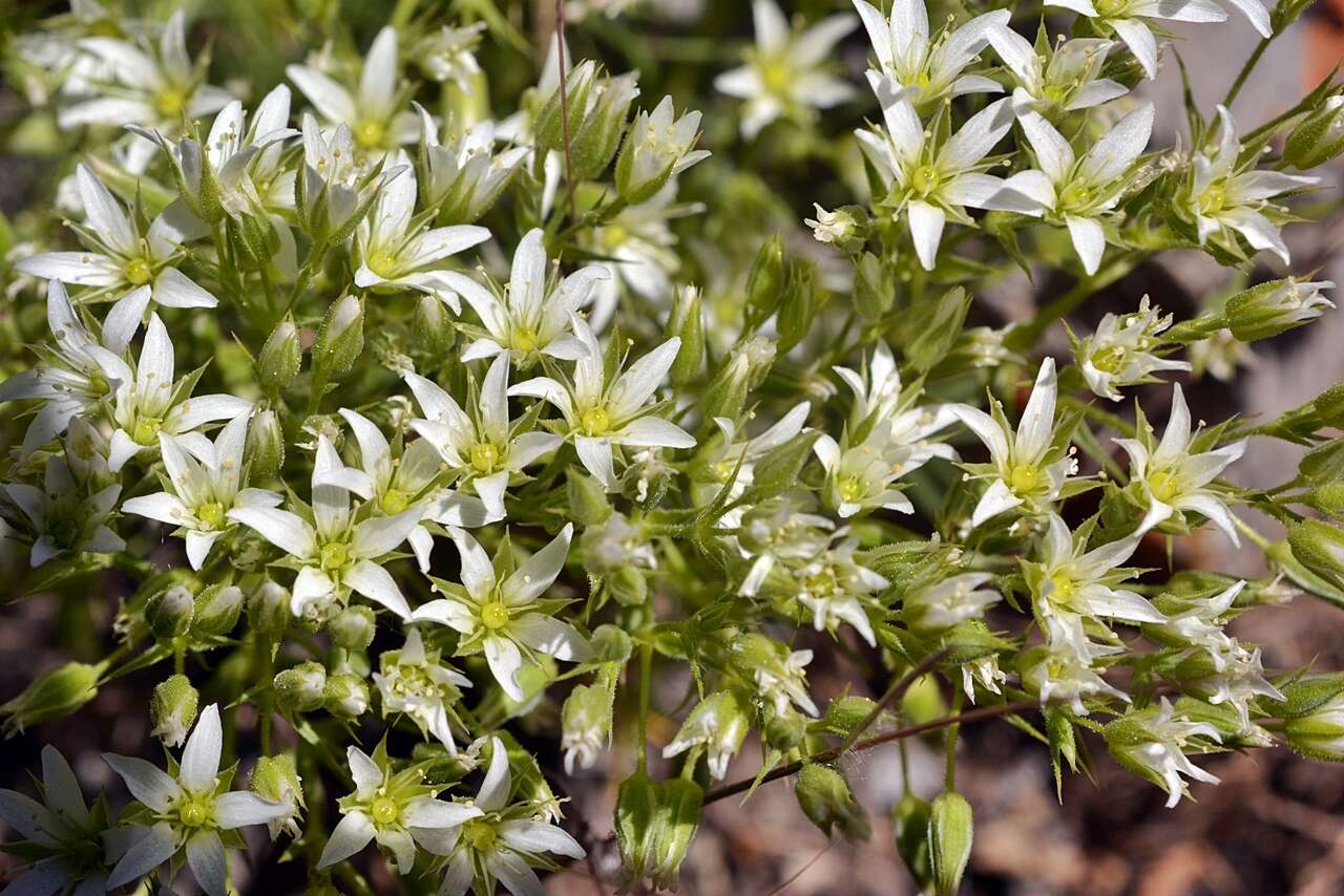 Image of brittle sandwort