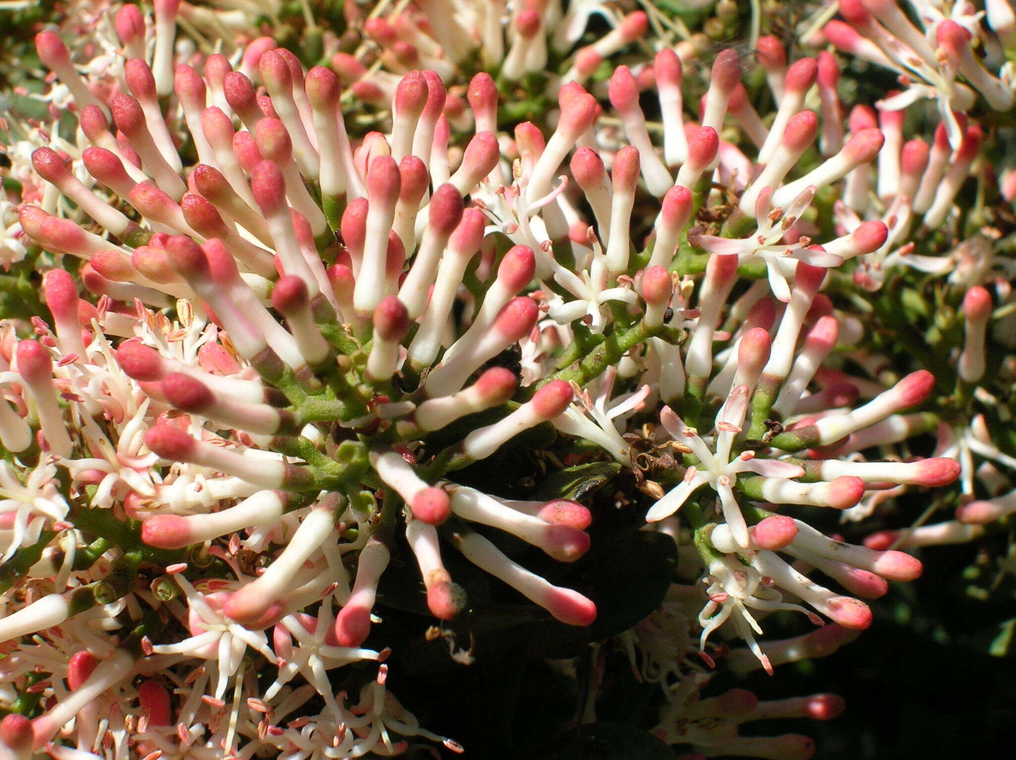 Image de Notanthera heterophyllus G. Don