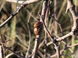 Image of Sumac Flea Beetle