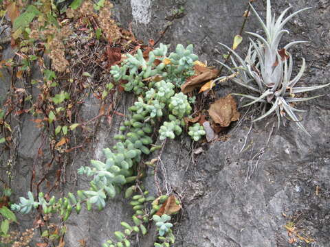 Image of Sedum allantoides Rose