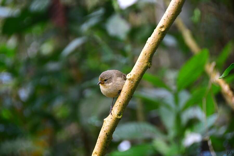 Image of Grey Warbler-Finch