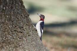 Image of Red-headed Woodpecker