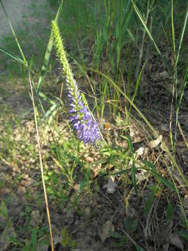 Sivun Veronica spicata subsp. paczoskiana (Klokov) Kosachev kuva