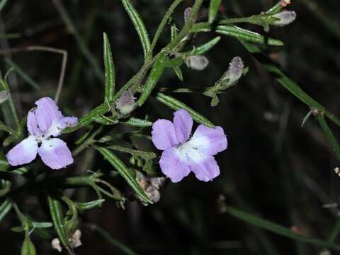 Image of Coopernookia barbata (R. Br.) Carolin