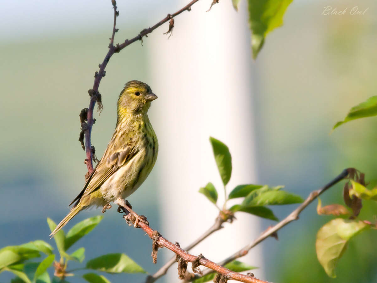 Image of serin, european serin