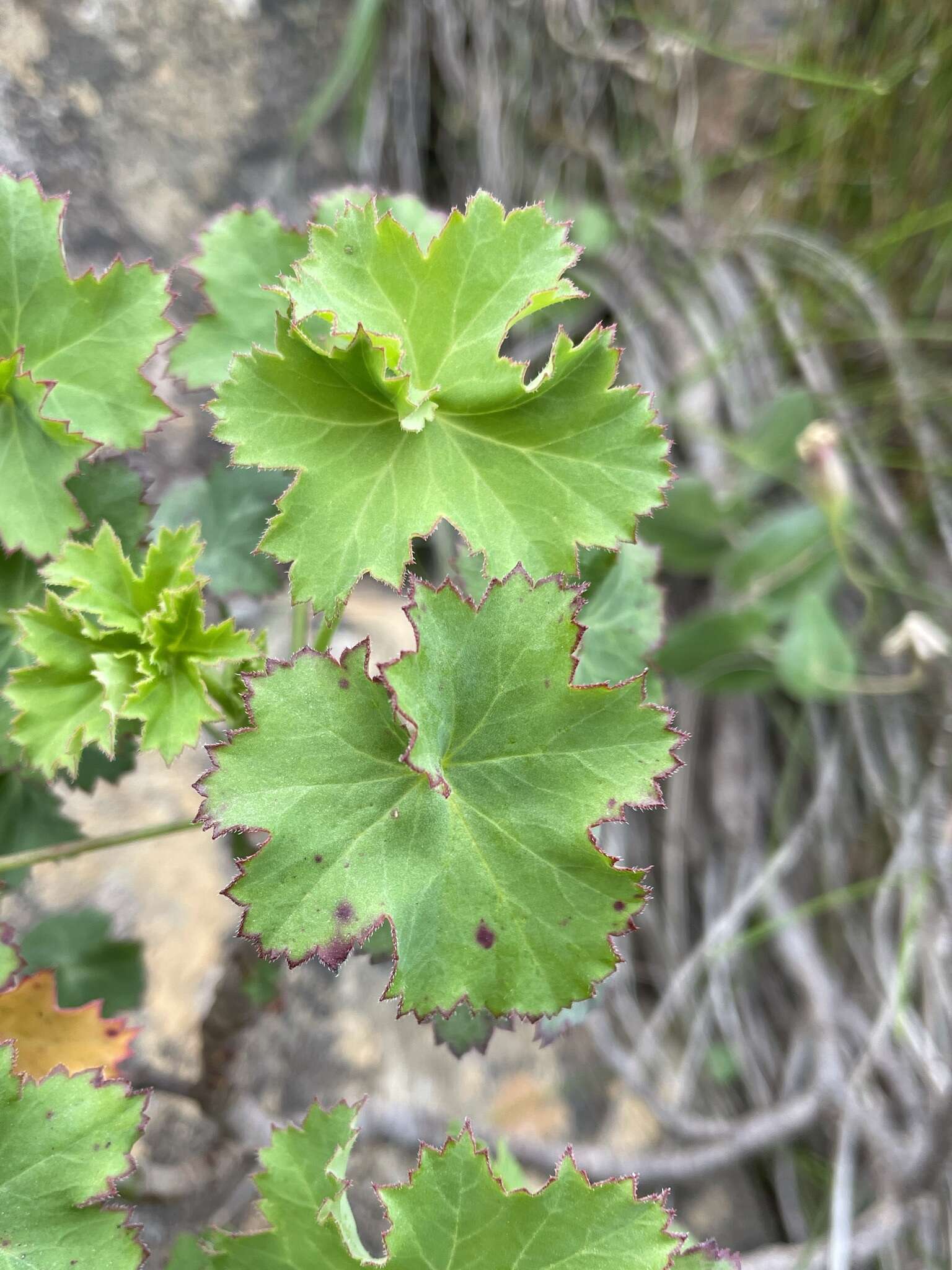 Image of Pelargonium sublignosum Knuth