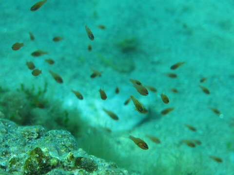 Image of Cardinal Fish