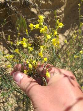 Image of Linaria odora (Bieb.) Fischer