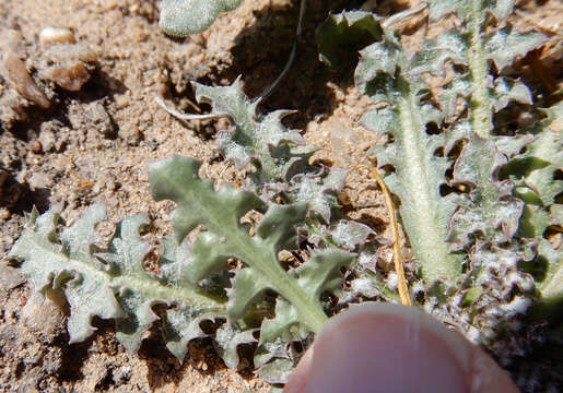 Image of Fendler's desertdandelion