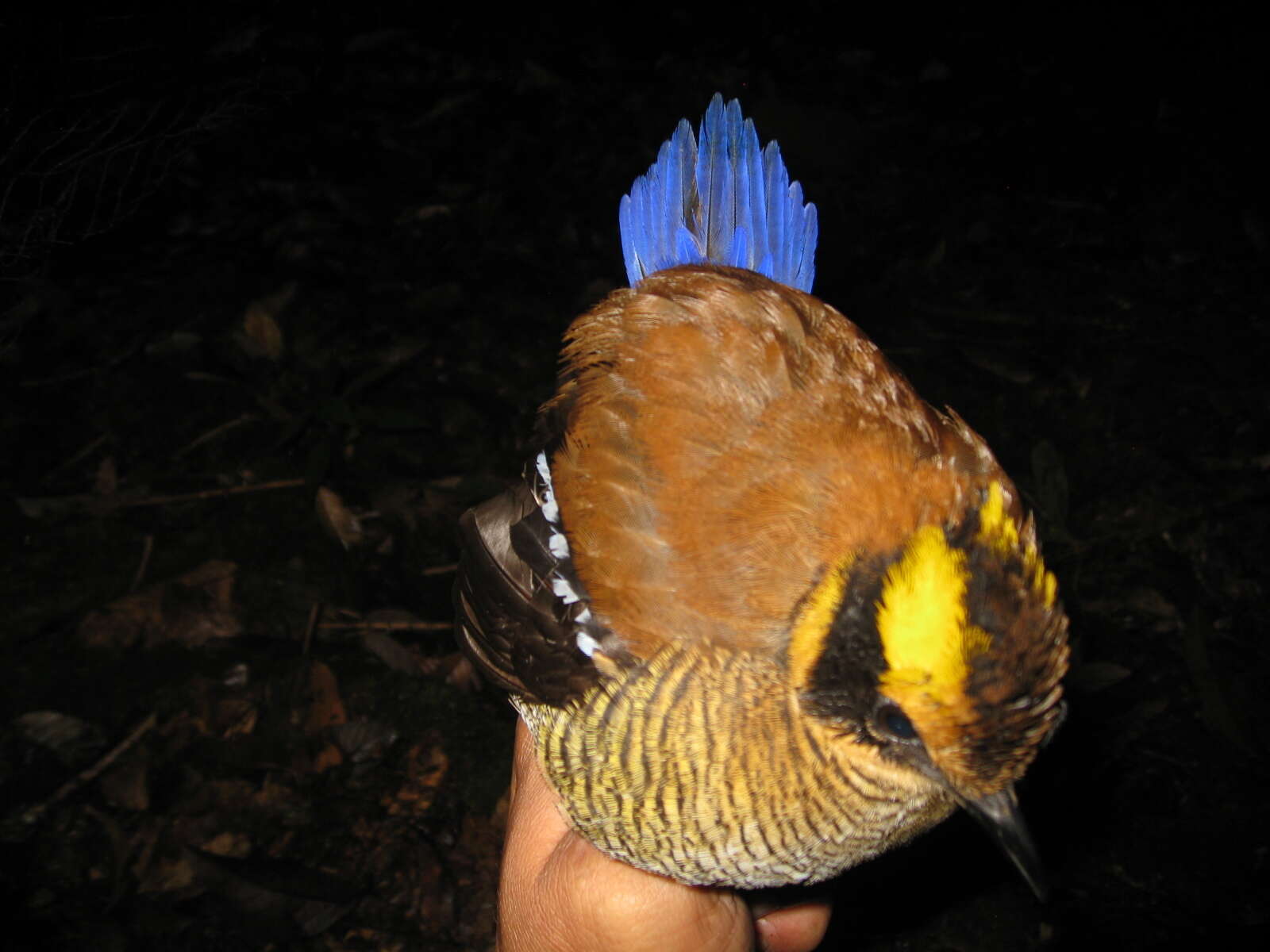 Image of Bornean Banded Pitta