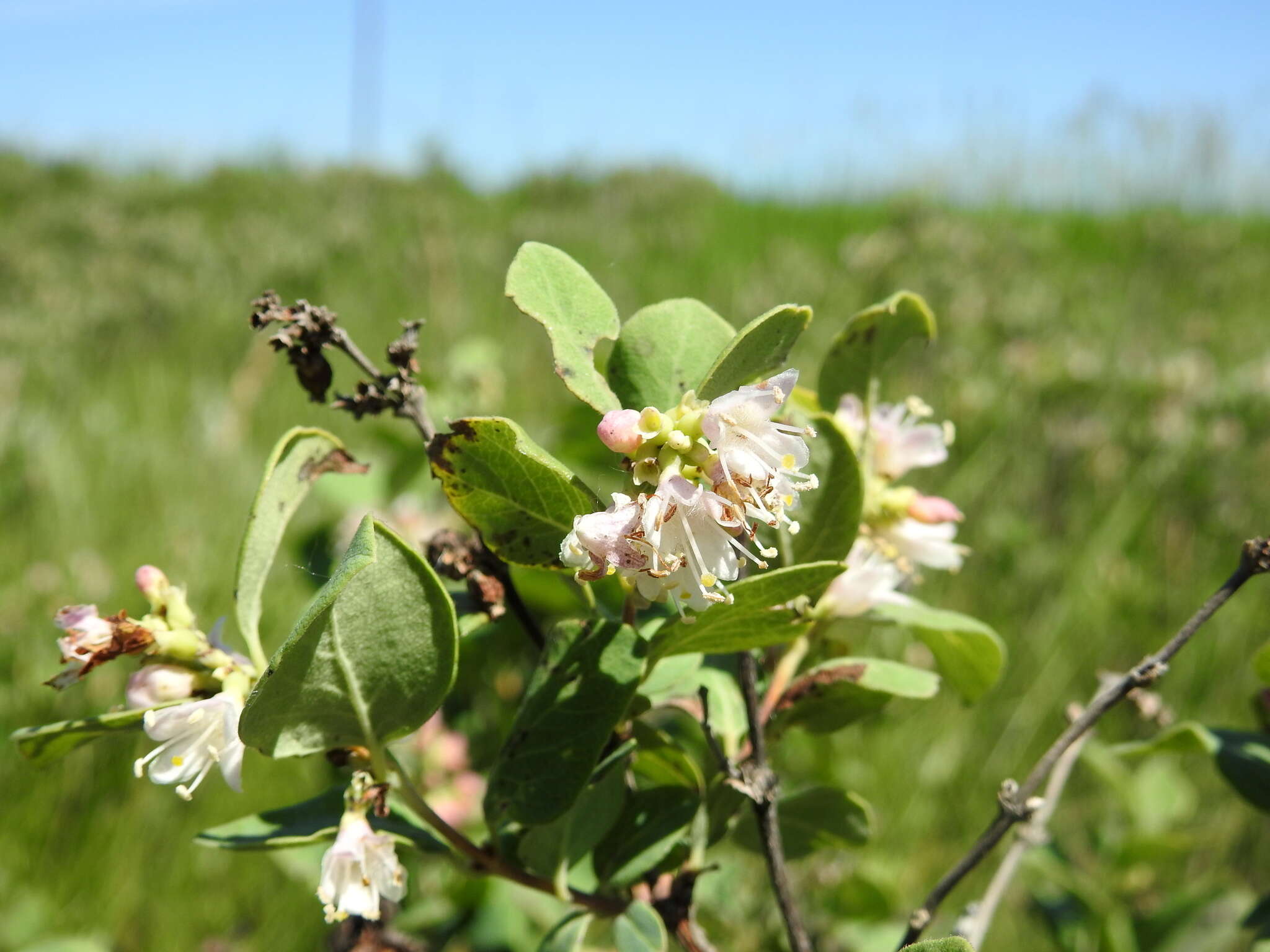 Image of western snowberry