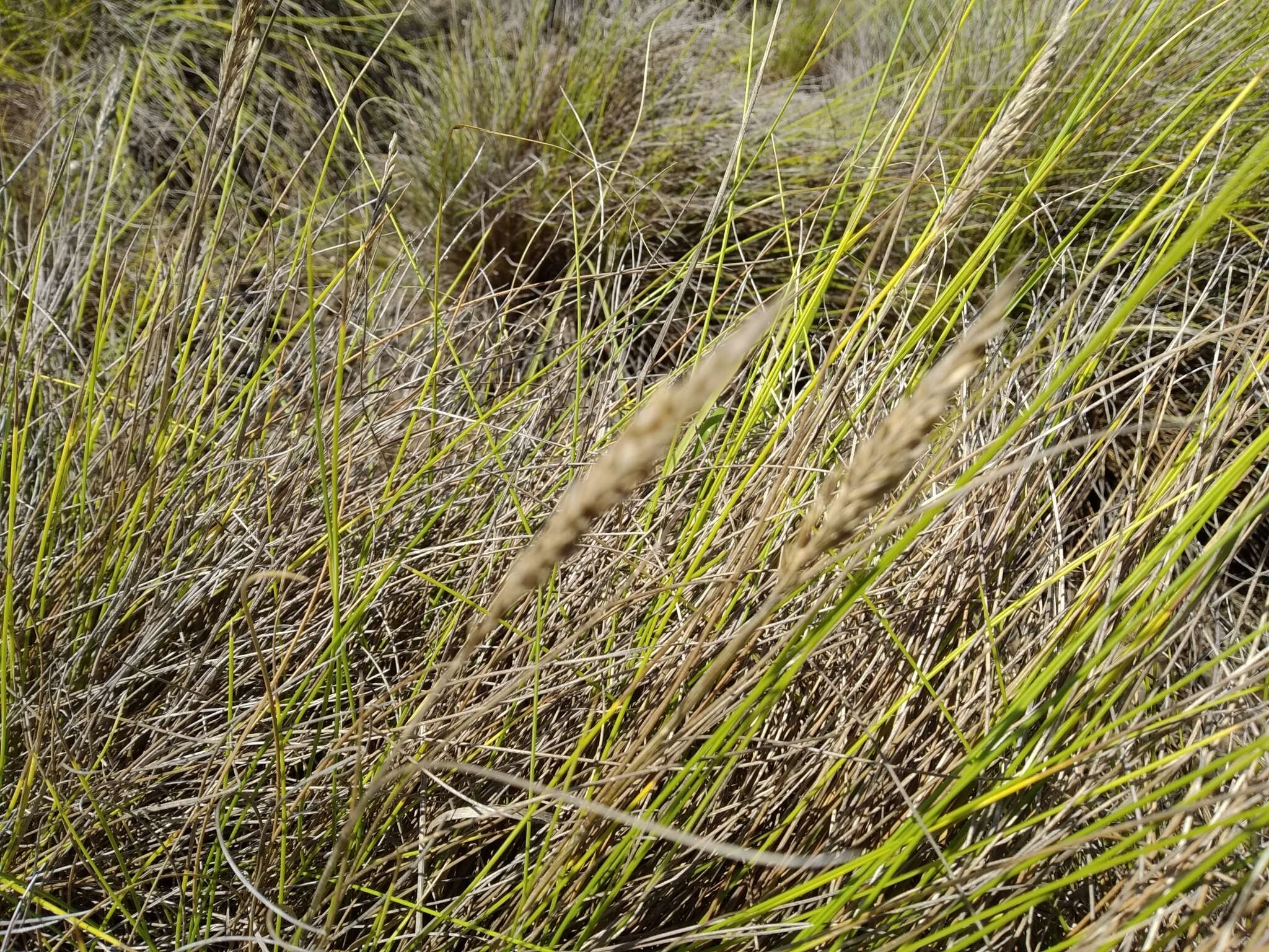 Image of Festuca petraea Guthnick ex Seub.