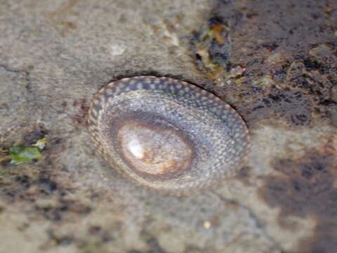 Image of Lottia paradigitalis (Fritchman 1960)