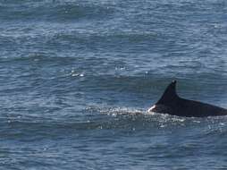 Imagem de Tursiops Gervais 1855