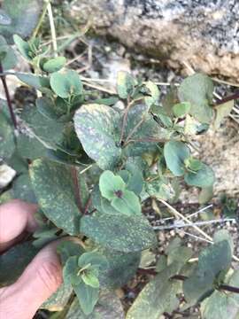 Image of Apache plant