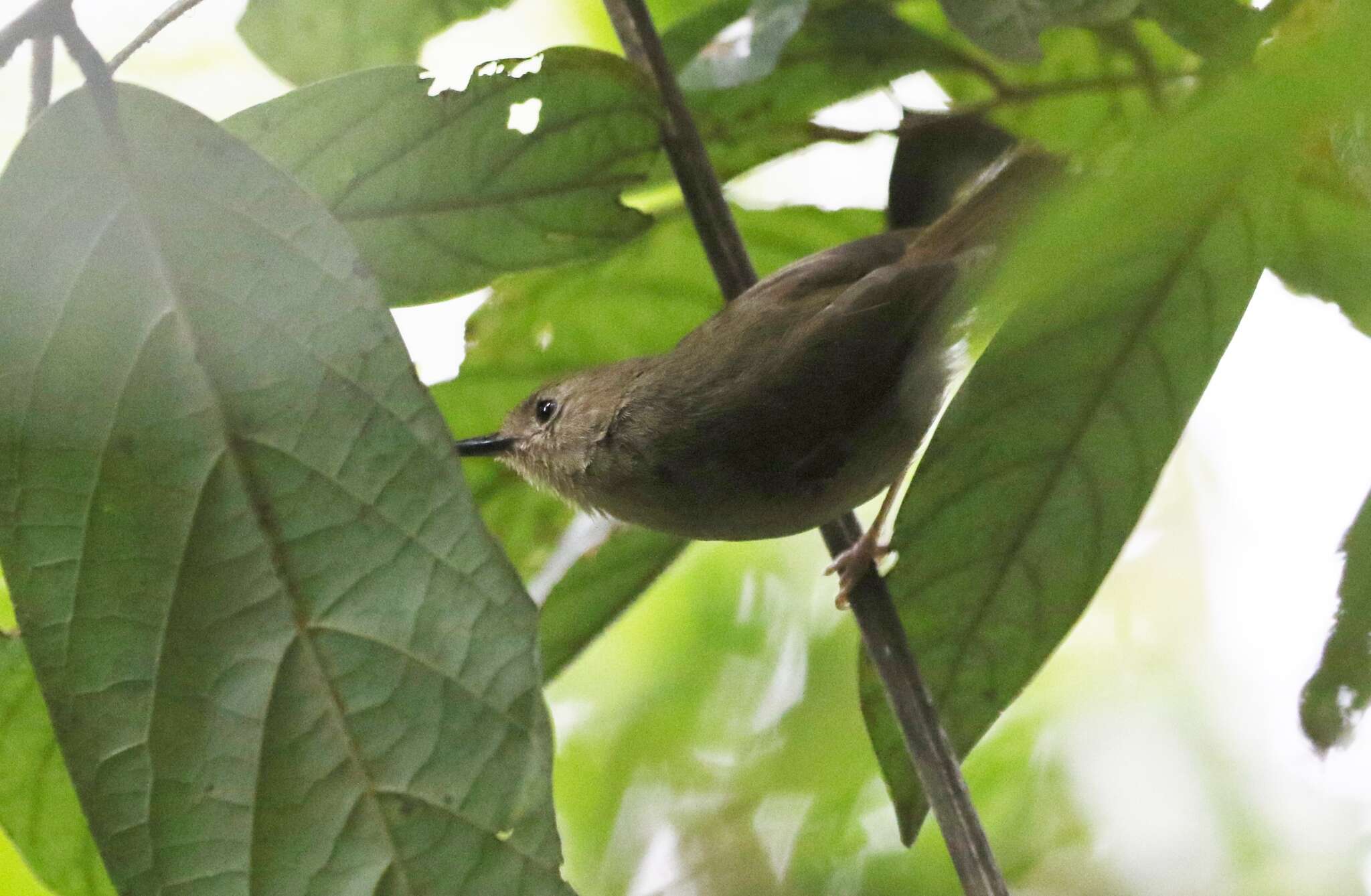 Image of Large-billed Scrubwren