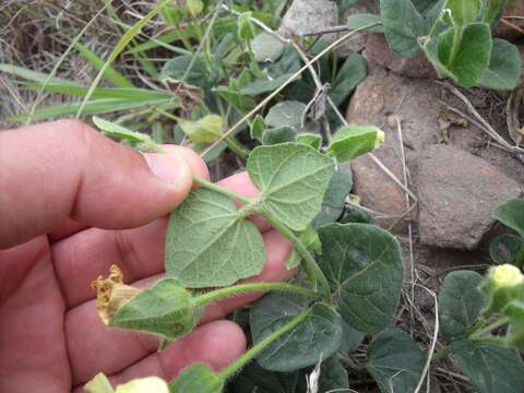 Image of Thunbergia capensis Rets.