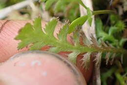 صورة Leptinella squalida subsp. mediana (D. Lloyd) D. G. Lloyd & C. J. Webb