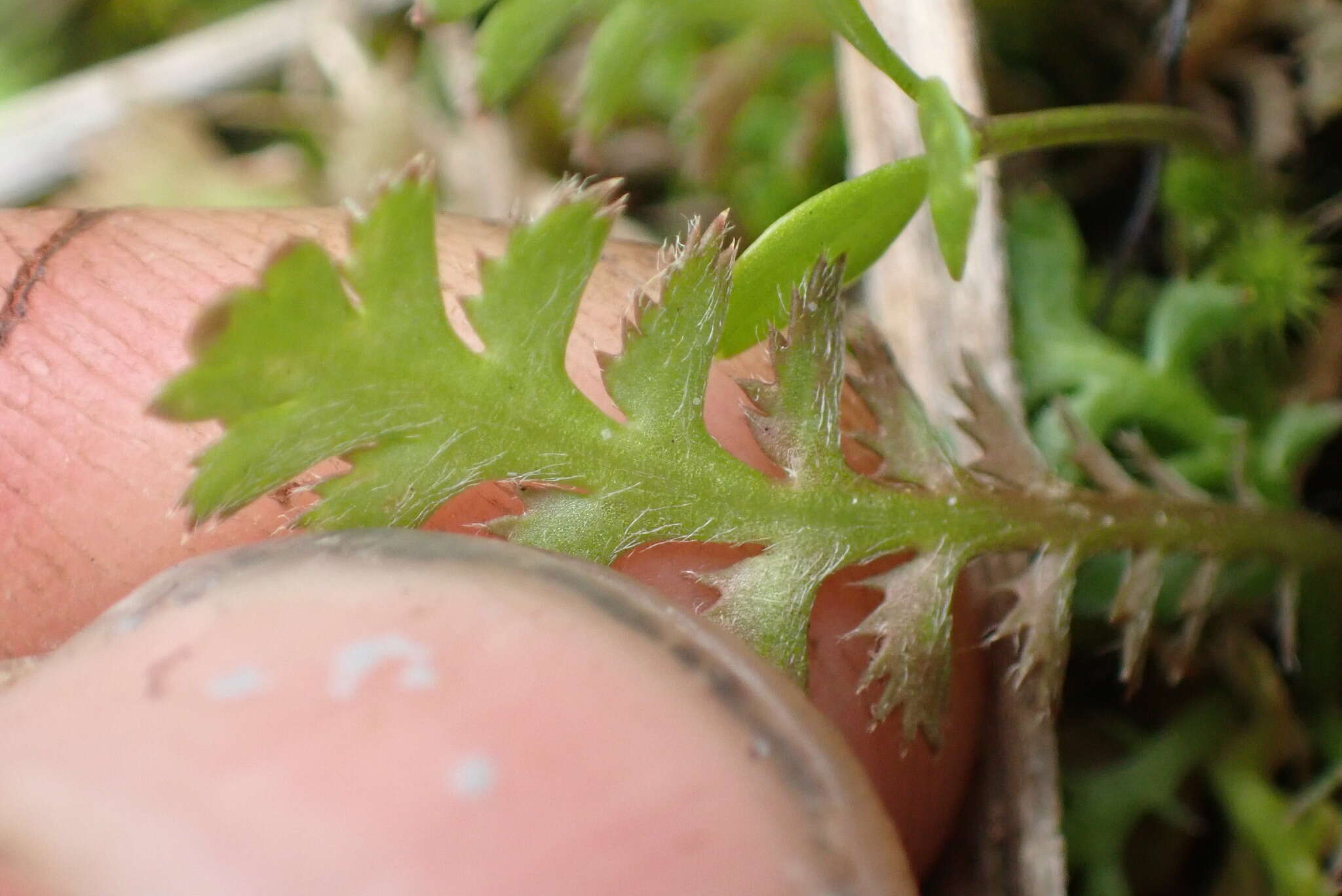 صورة Leptinella squalida subsp. mediana (D. Lloyd) D. G. Lloyd & C. J. Webb