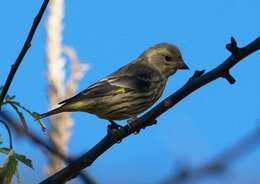 Image of Yellow-breasted Greenfinch