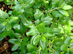 Image of Coprosma petiolata Hook. fil.