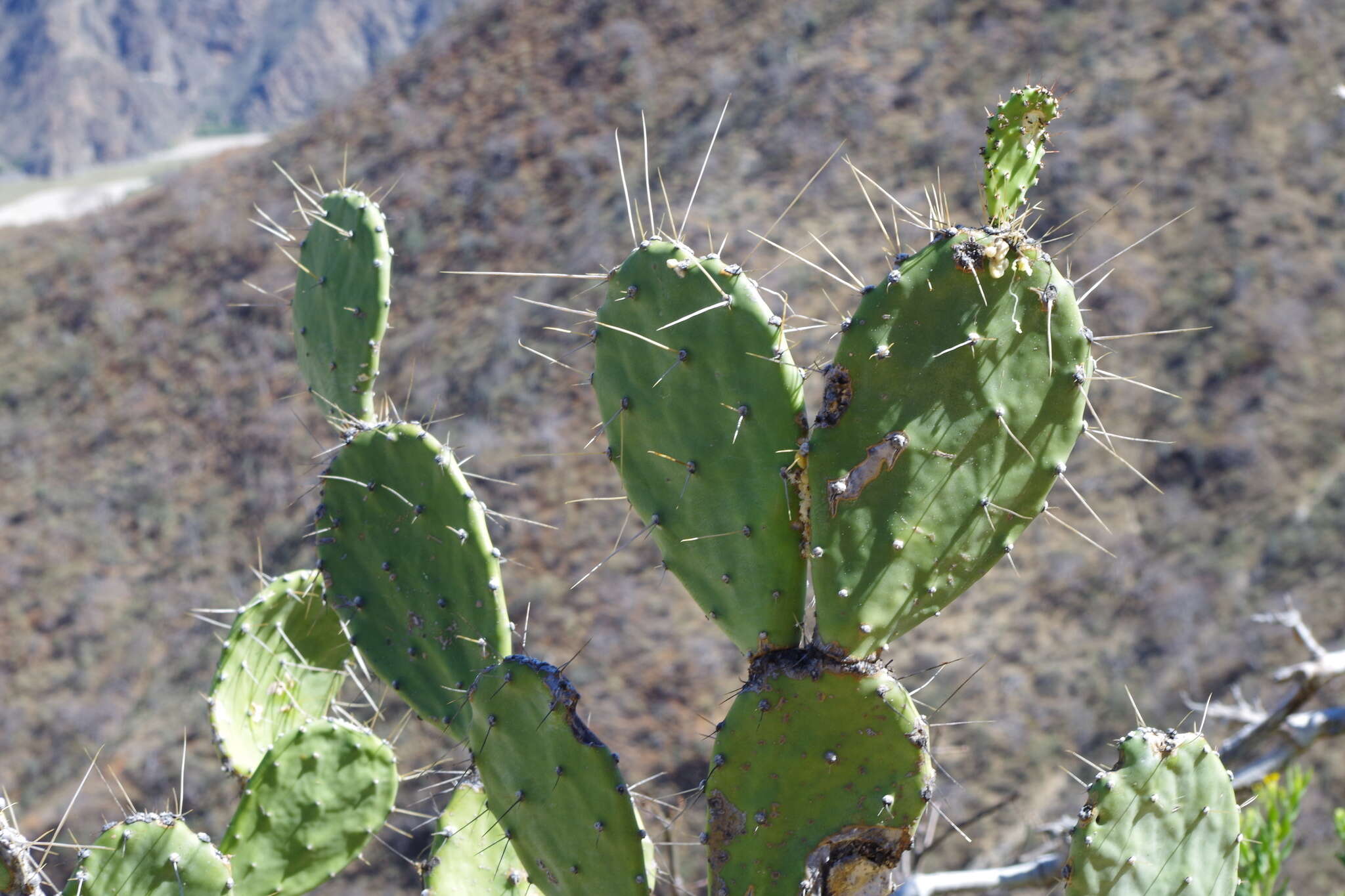 Image of Opuntia quitensis F. A. C. Weber