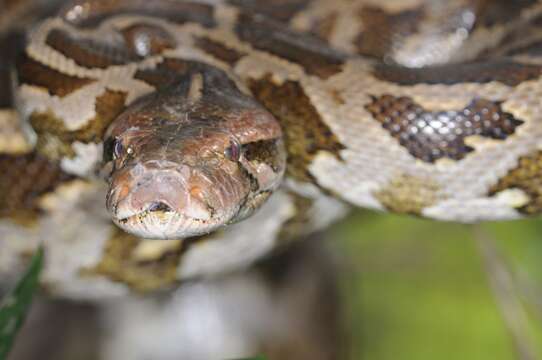 Image of Asiatic rock python