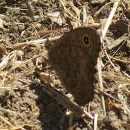 Image of Great Basin Wood Nymph