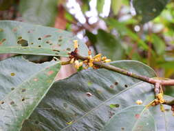 Image of Myristica globosa subsp. muelleri (Warb.) W. J. J. O. de Wilde