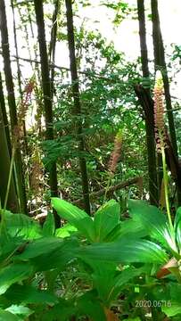 Image of Common snout orchid