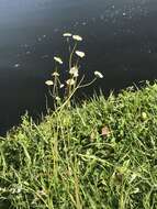 Image of Oak-Leaf Fleabane