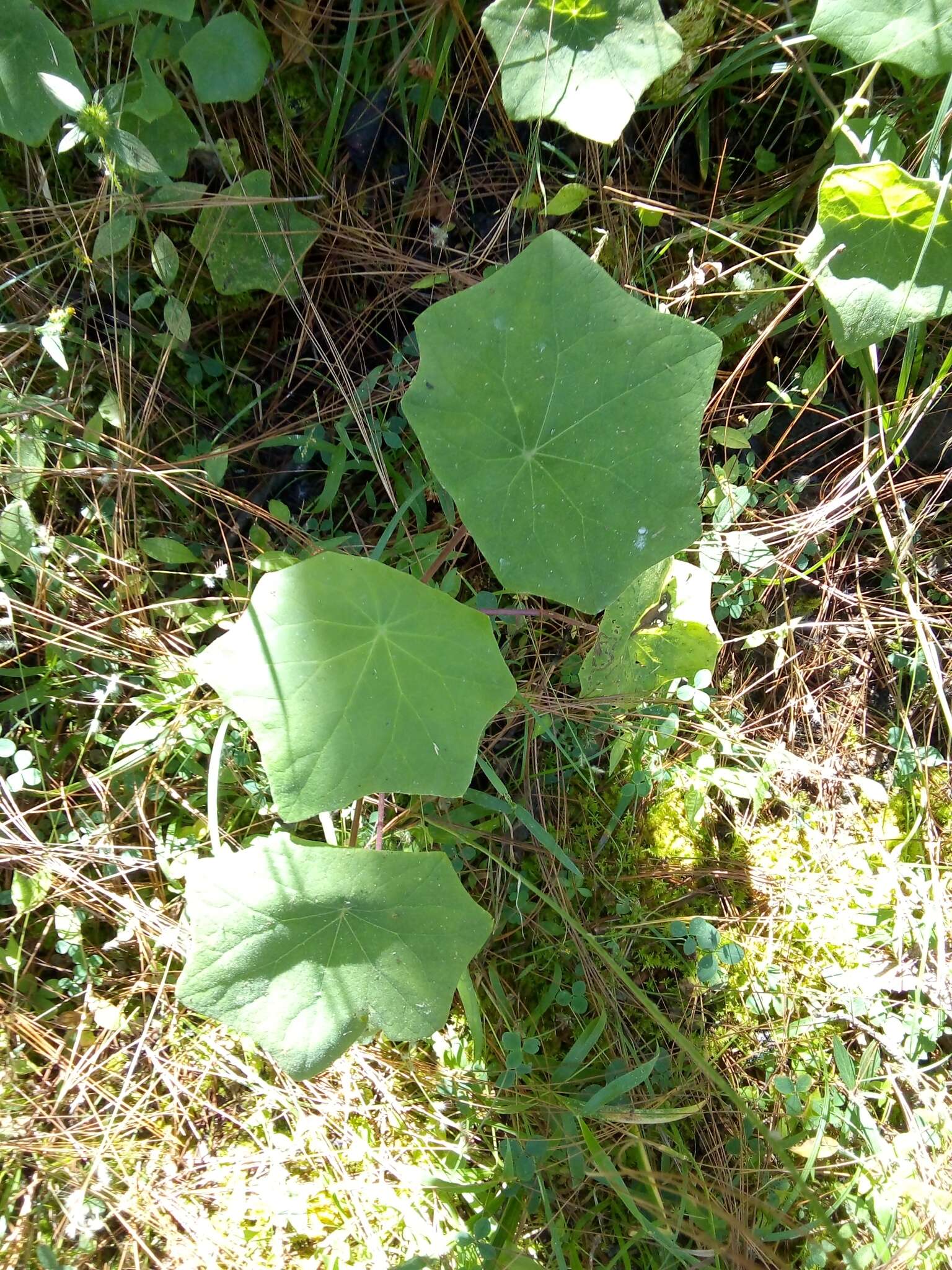 Image of Roldana chapalensis (S. Wats.) H. Rob. & Brettell