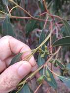 صورة Eucalyptus macrorhyncha subsp. macrorhyncha